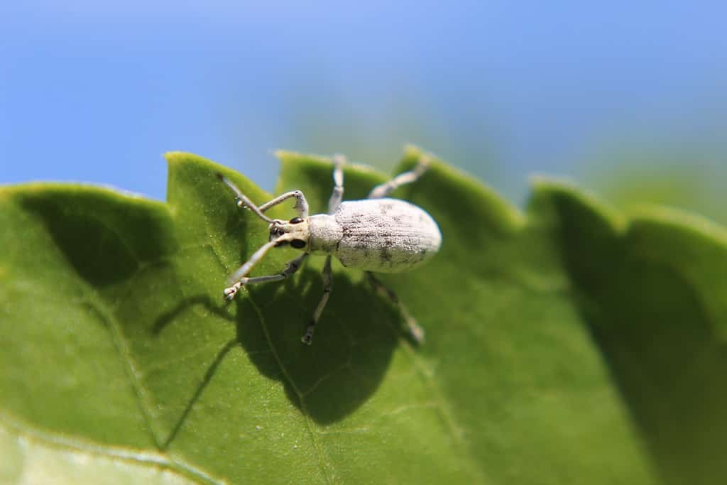 Виды серых жуков.