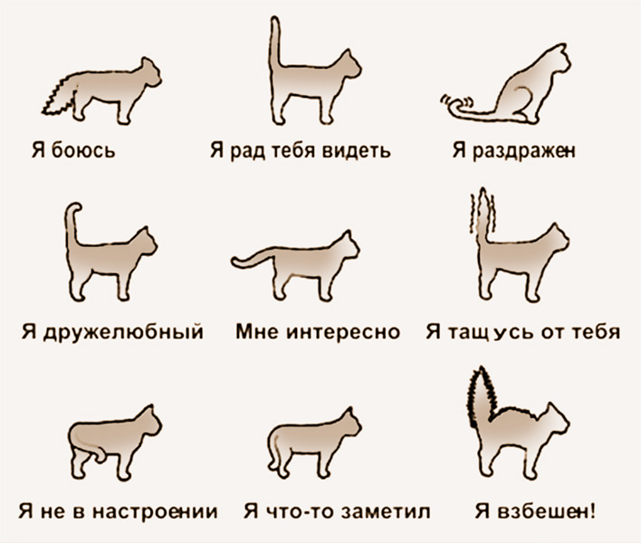 Как определить погоду по коту картинка