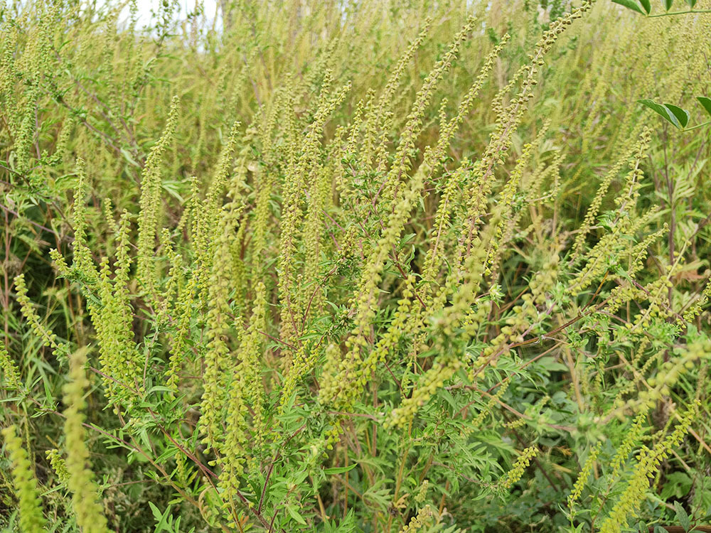 Амброзия. Как облегчить протекание аллергии в период цветения амброзии?