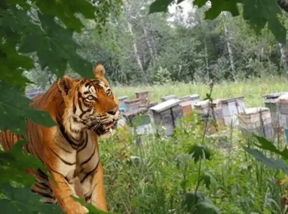 Встречи с дикими животными рассказы людей (случай 6)