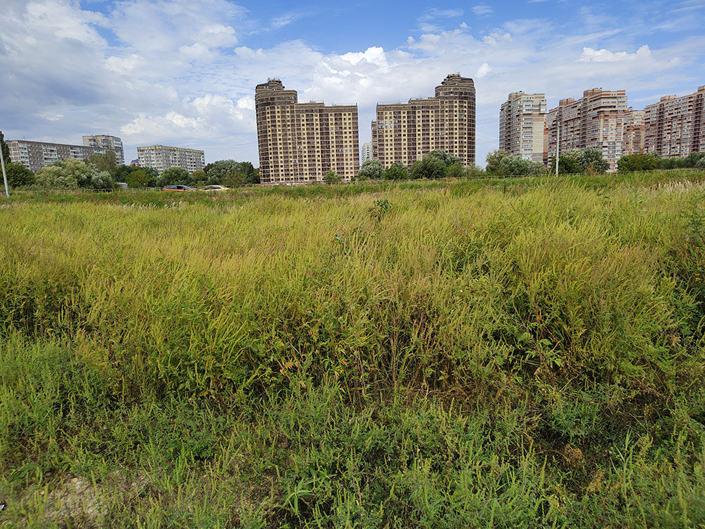 Амброзия в Краснодарском крае. Куда звонить если возле вашего дома поля амброзии?