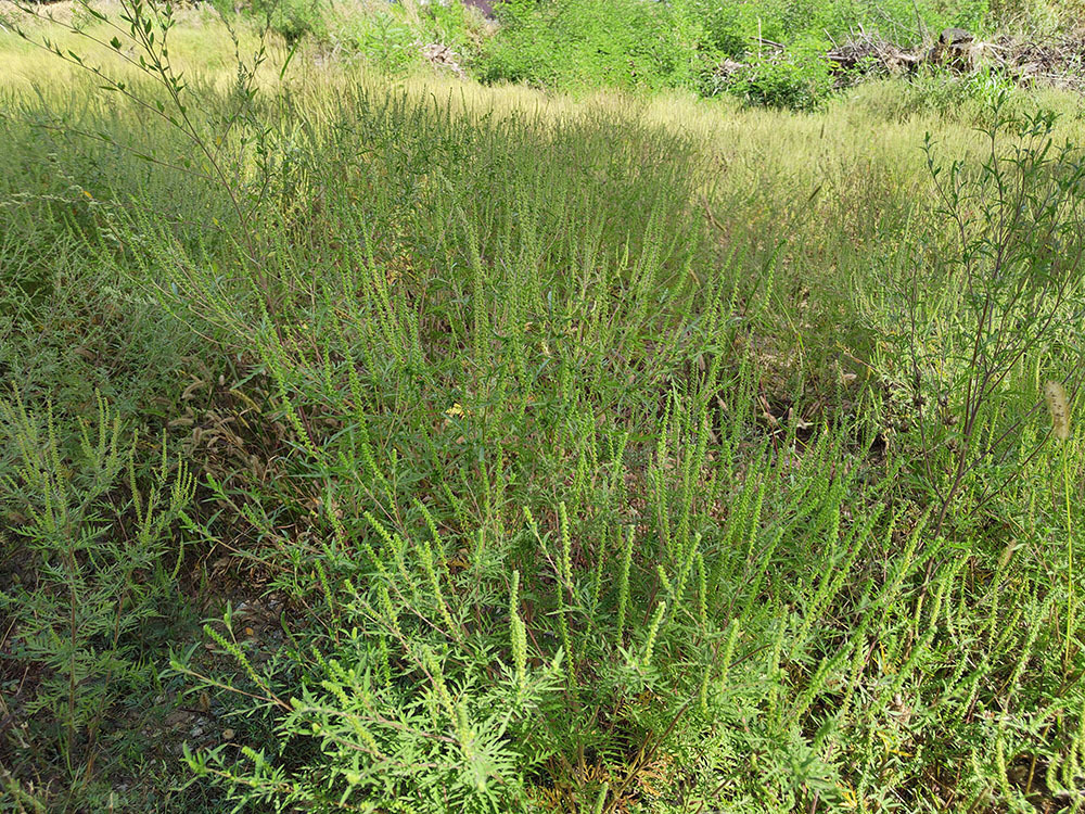 Амброзия в Краснодарском крае. Куда звонить если возле вашего дома поля амброзии?