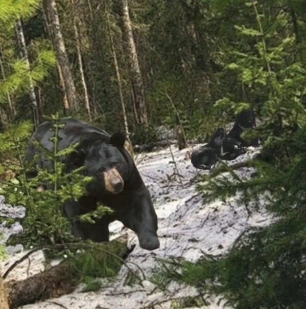 Встречи с дикими животными рассказы людей (случай 4)