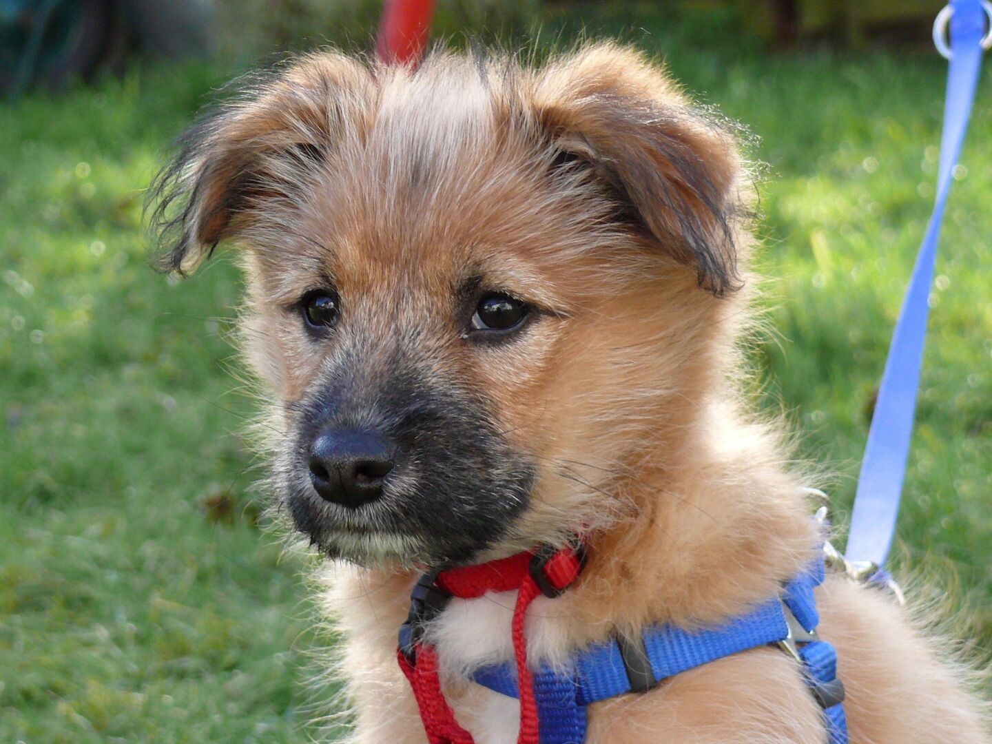 Интересным фактом является то, что исследователи обнаружили, что собаки способны понимать как значение слов, так и интонацию, с которой они произносят