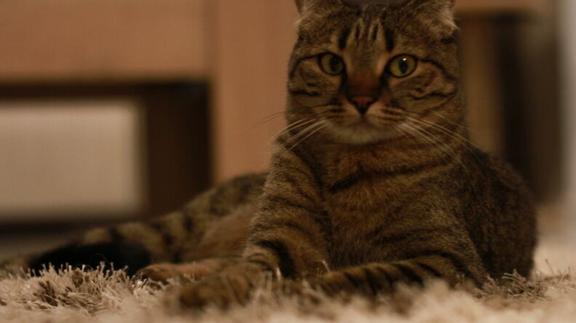 Жительница деревни Бабны Смоленского р-на Смоленской обл. наняла киллера, чтобы избавиться от обидчика. Киллер был пойман и обезврежен. Грозит срок!