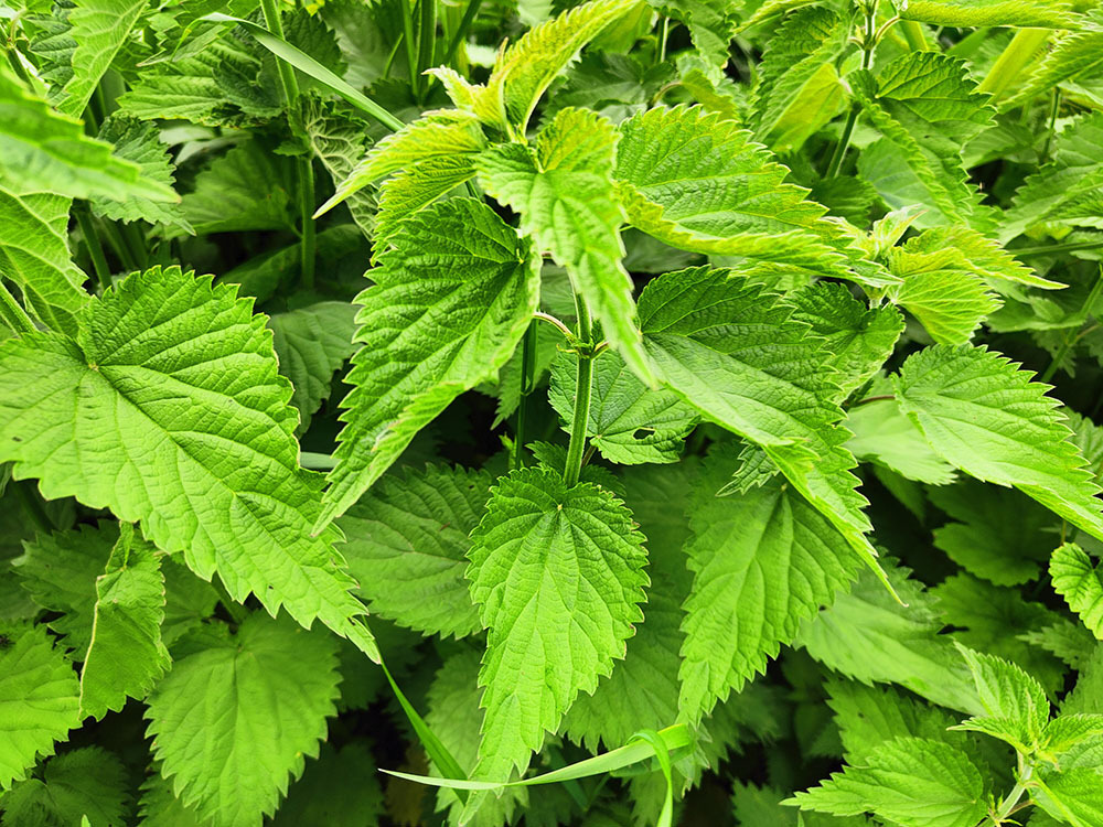 Крапива. Полезные свойства