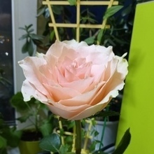 Наталья, г. Санкт-Петербург