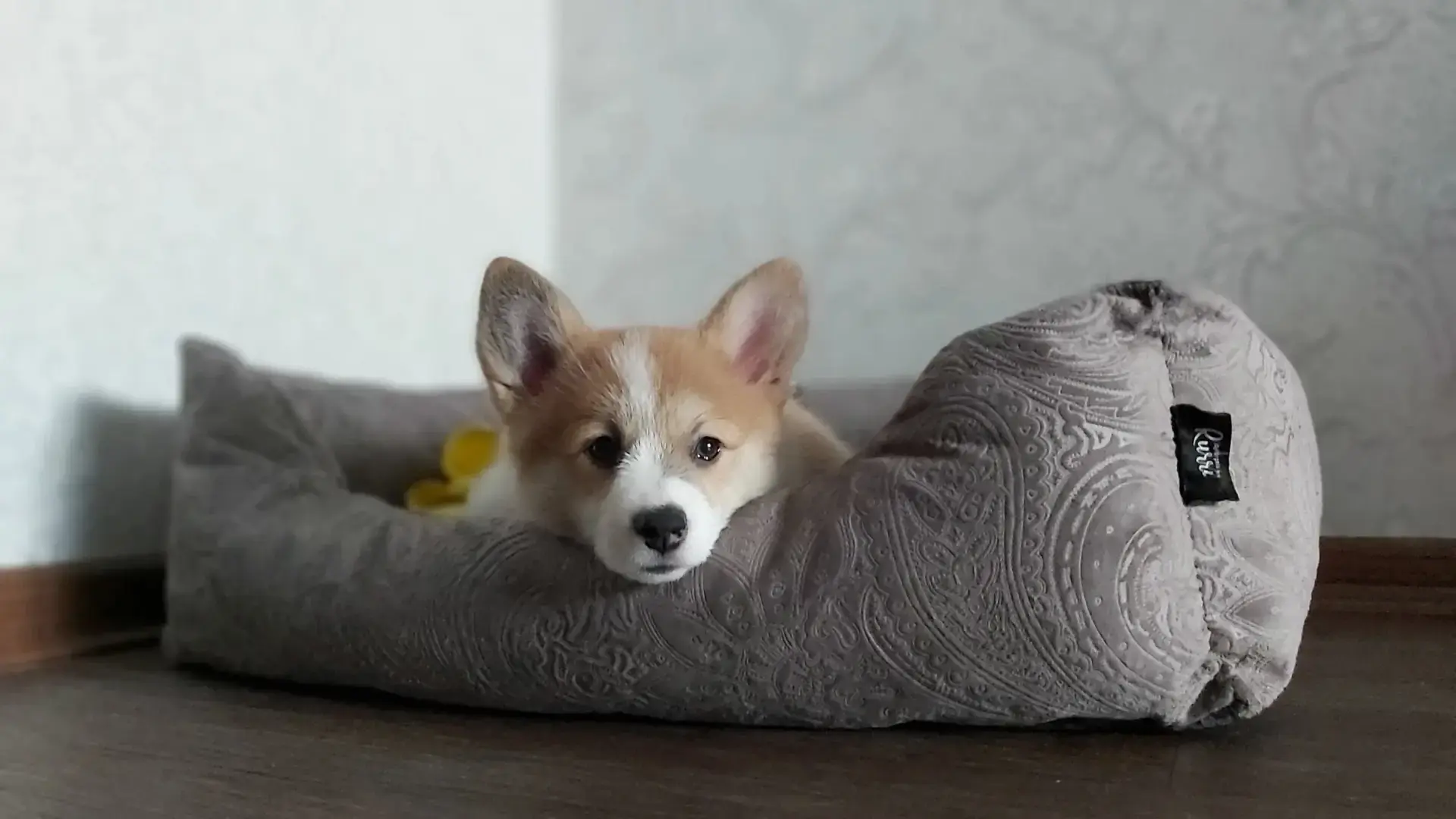 Выбор клички для пёселя – корги!