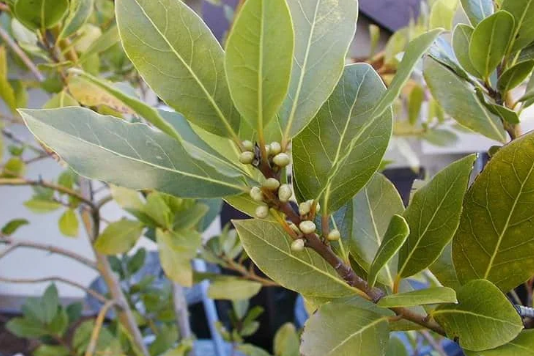 Естественный способ ускорить рост вашей рассады с помощью удобрения из лаврового листа