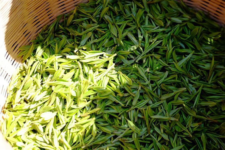 От террасных полей до чайника: путешествие по производству чая Лунцзин в Ханчжоу