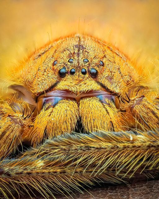 Паук Дэвида Боуи