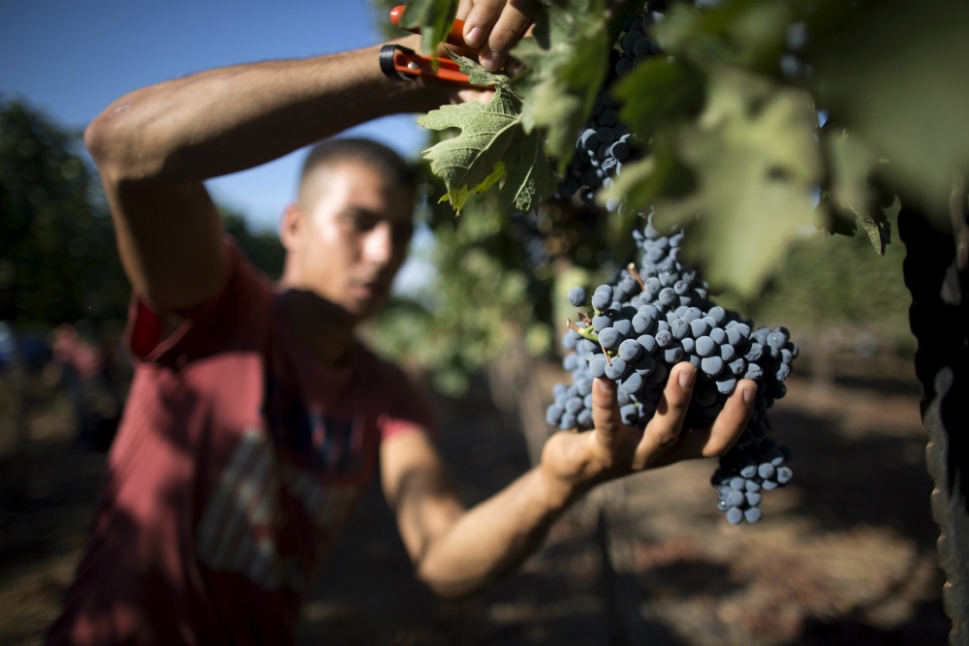 Два мужика воруют виноград