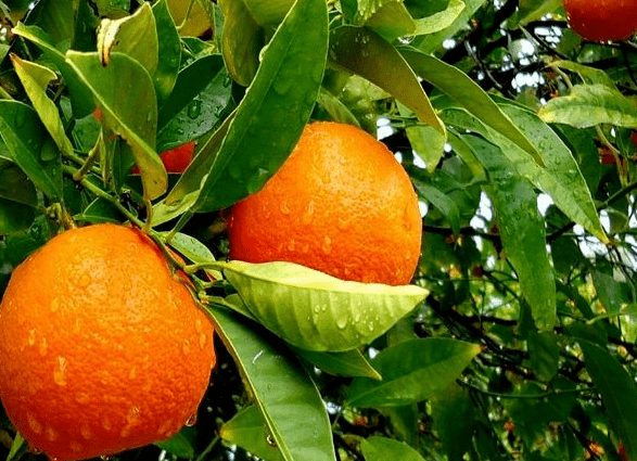 Стоит собрать 4 вида фруктов, подходящих для диабетиков! Цзилинь Шиитан