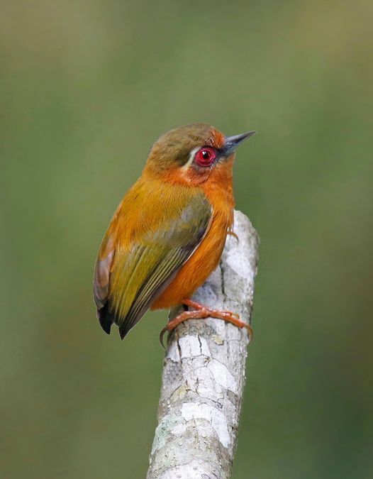 Белобровый пекум