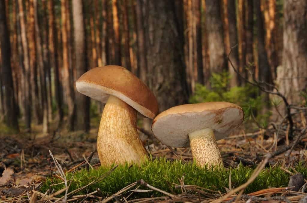 Начинающим по сбору грибов.