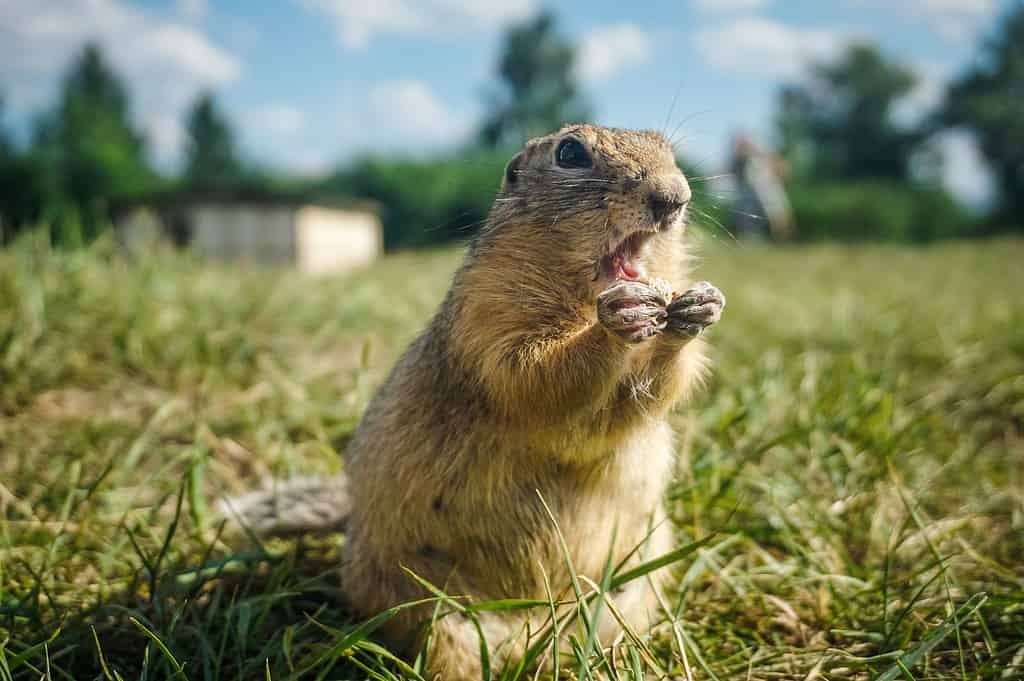Животные, копающих ямы у вас во дворе .