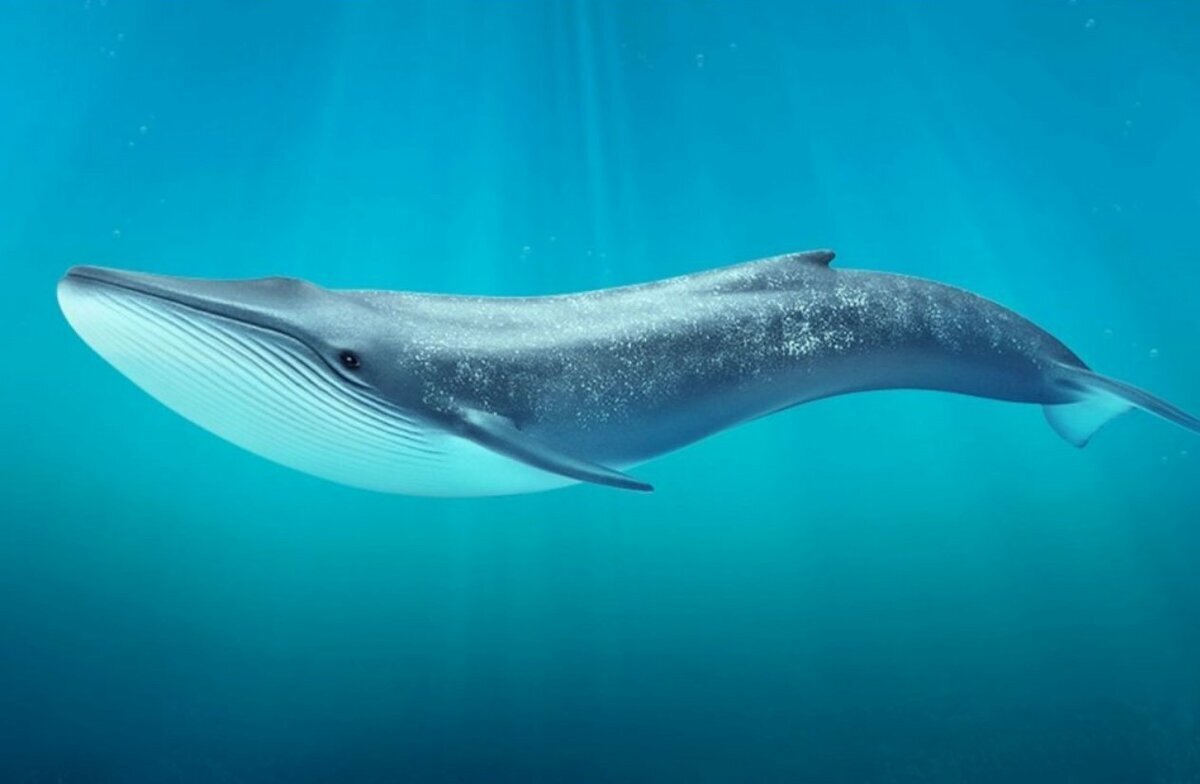 Сейвал кит