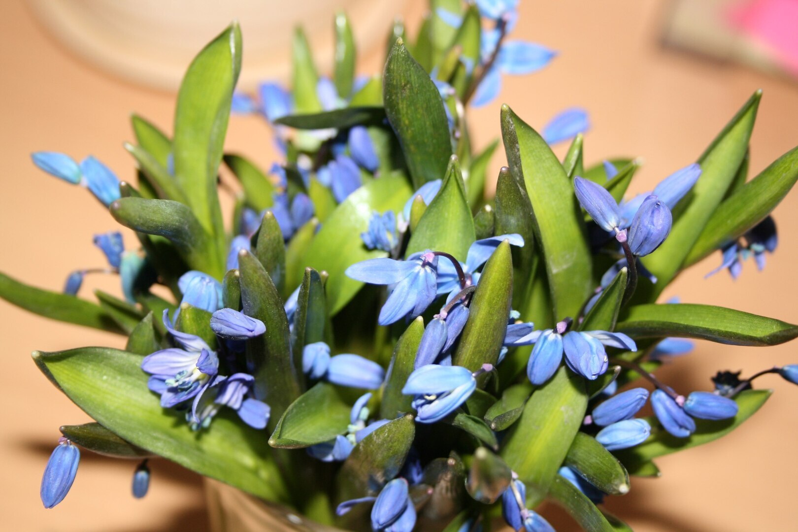 Будут ли штрафы за пролеску сибирскую?