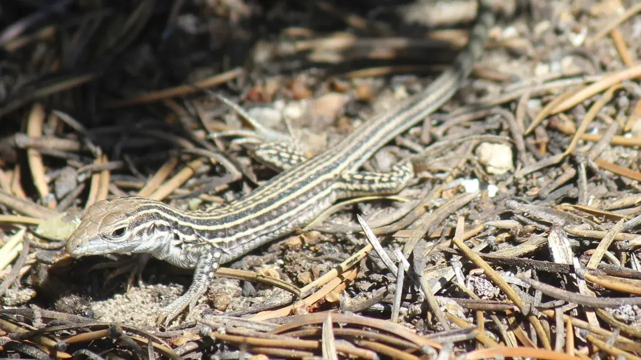 Этот вид ящериц поедает стресс, чтобы справиться с шумными самолетами армии США.