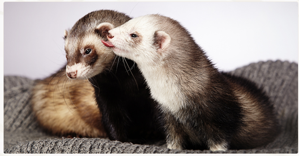 Хорьки и их стерилизачия