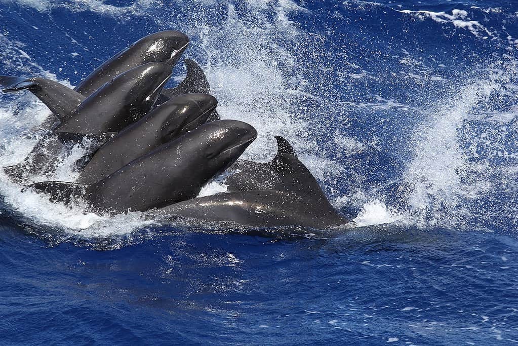 Дельфины и морские свиньи.