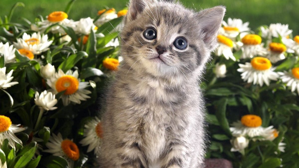 Приучение котенка к лотку.