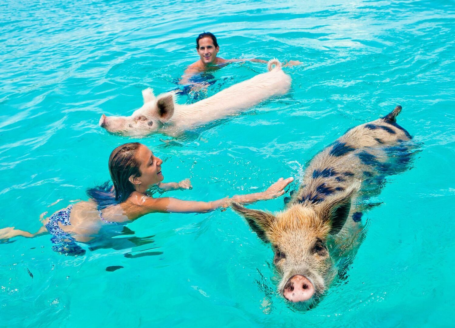 остров свиней