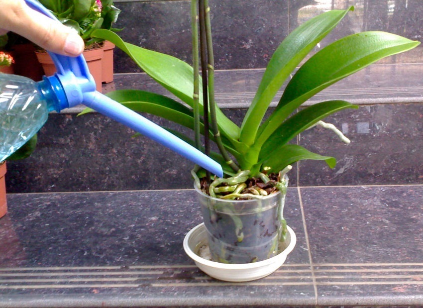 Спасение орхидеи: из «подкидыша» в роскошную красавицу