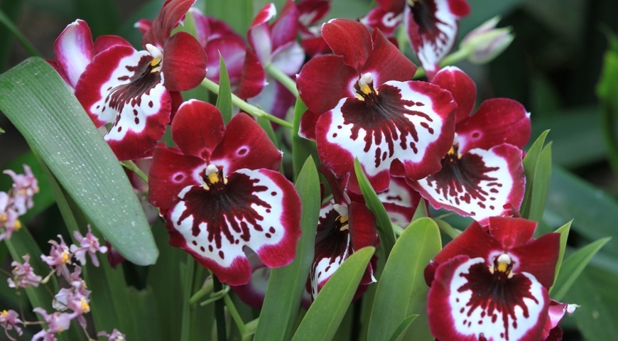 Спасение орхидеи: из «подкидыша» в роскошную красавицу