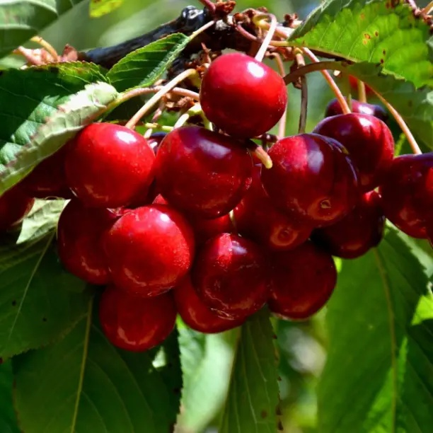 Как получить вкуснейшие ягоды вишни: все о подкормке растения.