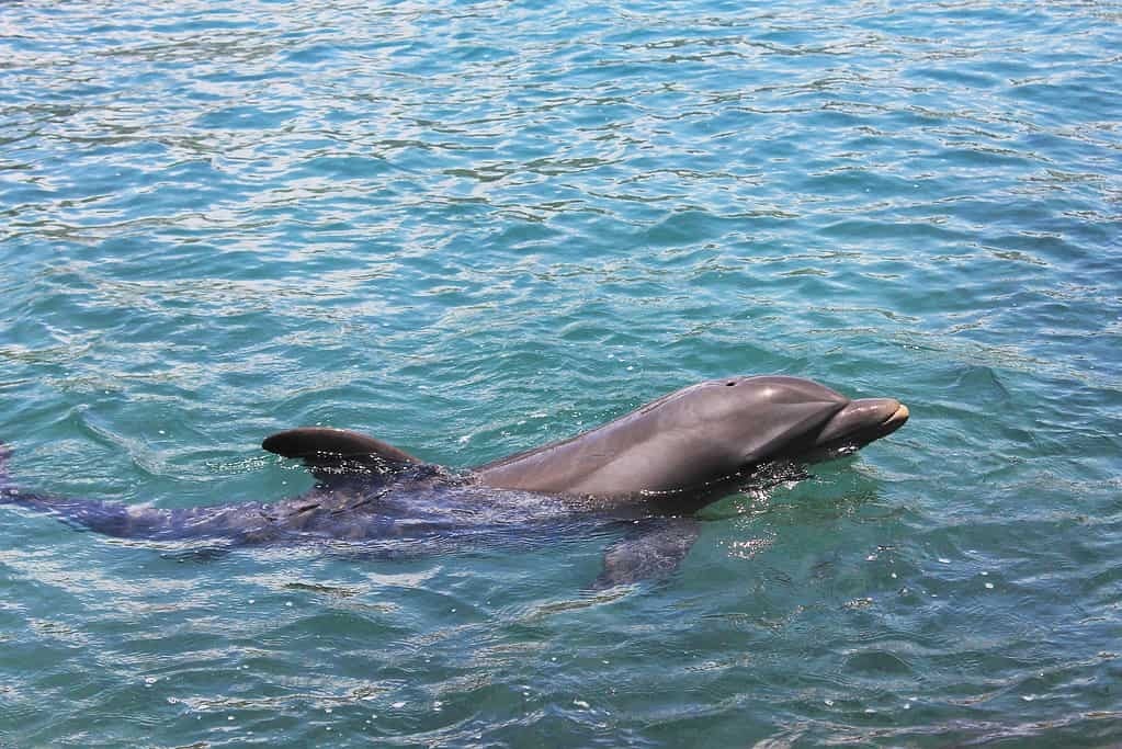 Дельфины и морские свиньи.