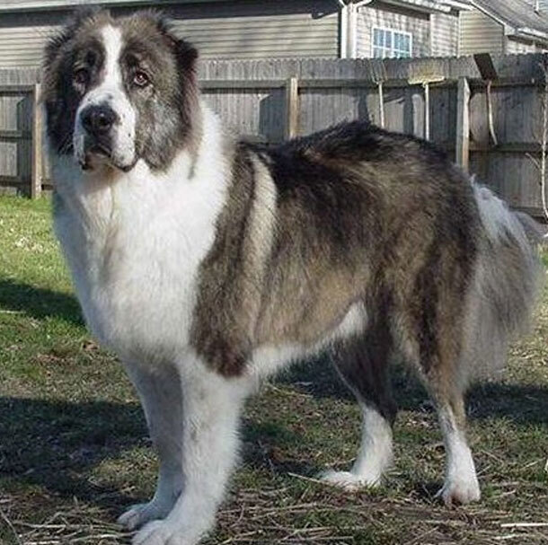 Топ-20 самых опасных пород собак в мире