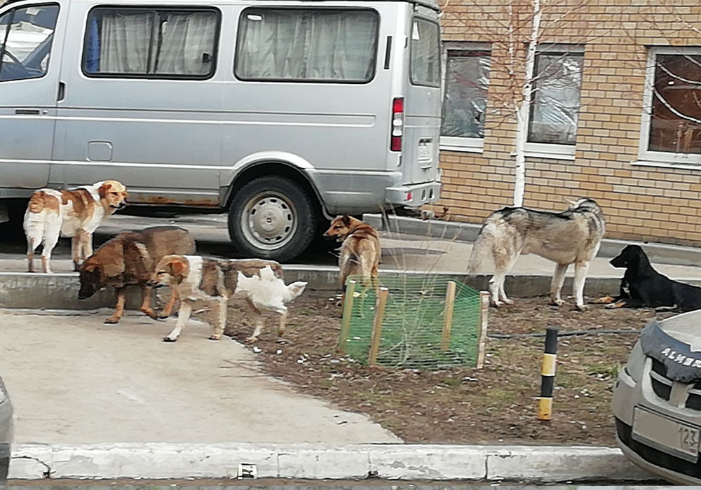 Бродячие собаки в городе. Опасность для людей