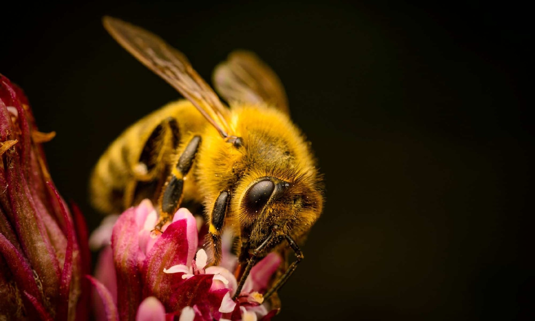 Когда пчелы выходят рядом с вами.