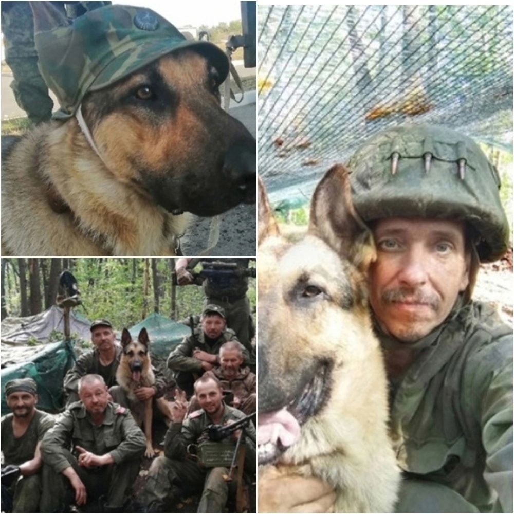 Пес который душу согревал нашим солдатам