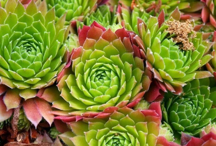 Растения не молчат. Они издают щелкающие звуки, показало исследование