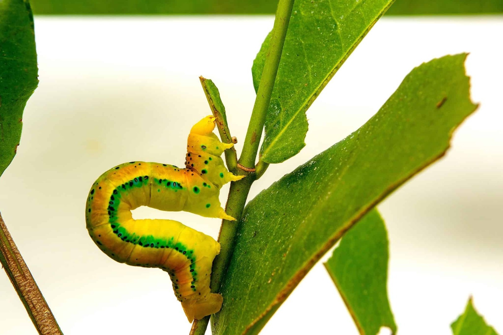 Гусеница землемер превращается в бабочку. Inchworms. Inchworm.