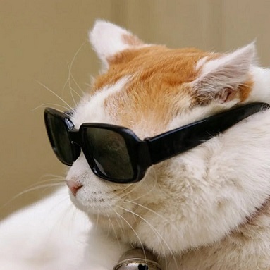 Имели ли кошки и собаки общего предка?