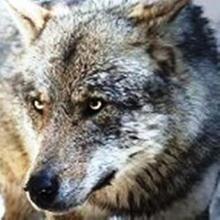 Серый, г. Пермь