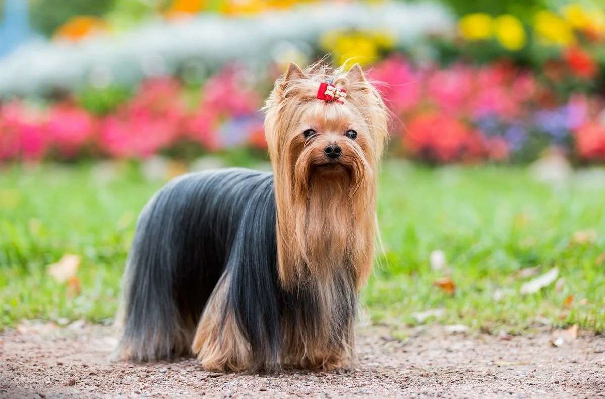 Породы собак идеально подходящие для жизни в квартире