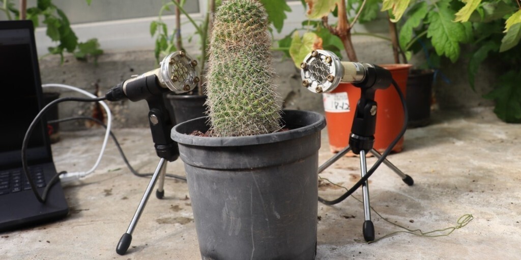 Растения издают «довольно шумный» крик о помощи при стрессе, выяснили ученые