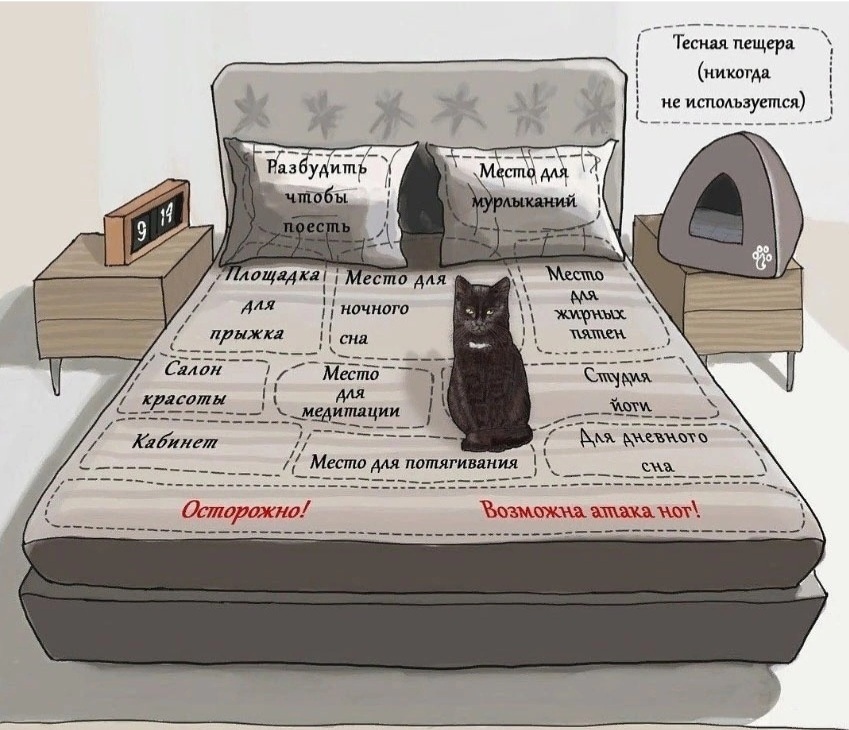 Карта кровати по версии кота картинки