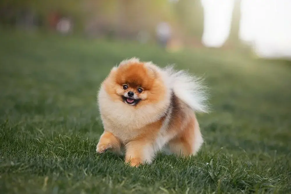 Породы собак идеально подходящие для жизни в квартире