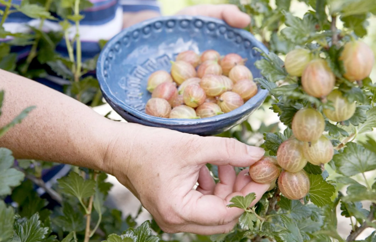 Весна. Обрезка крыжовника.