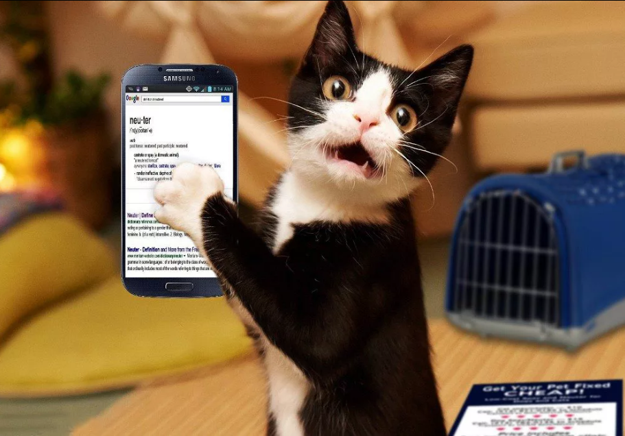 Самый эффективный способ, как себя вести если звонит мошенник: инструкция для всех, у кого есть телефон