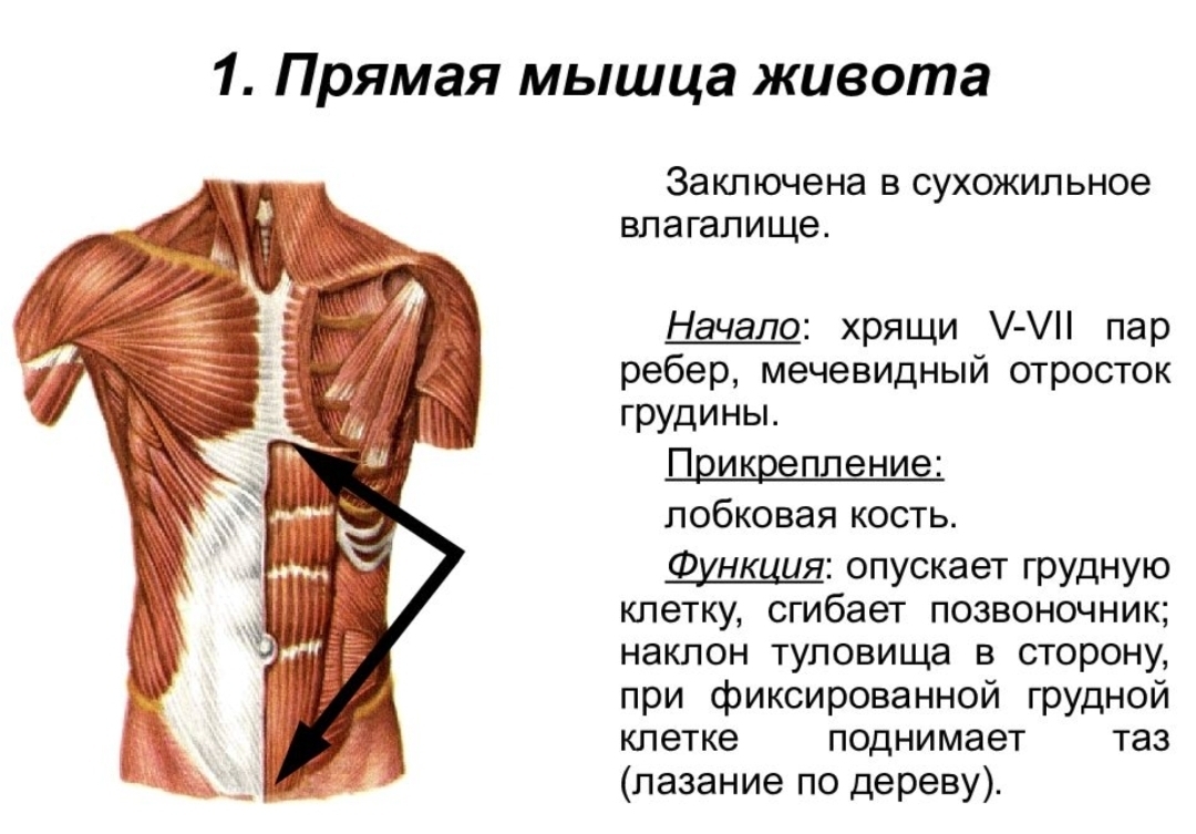 Мышцы грудного пресса. Сухожильные перемычки прямой мышцы живота. Прямая мышца живота строение функции. Функции прямой мышцы живота анатомия. Мышцы живота прикрепление и функции.