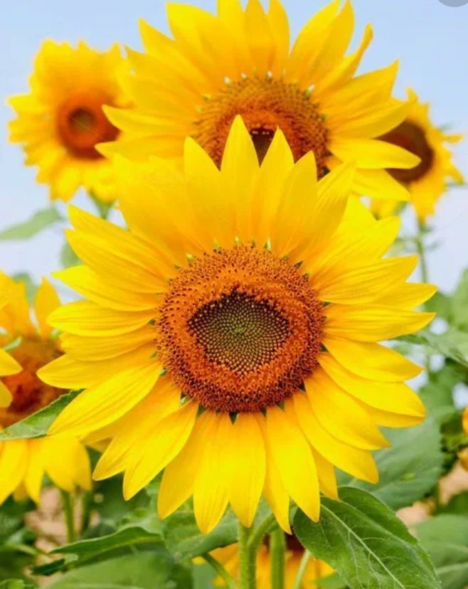 «Красота и биология цветов. Изучение увлекательного мира цветов»