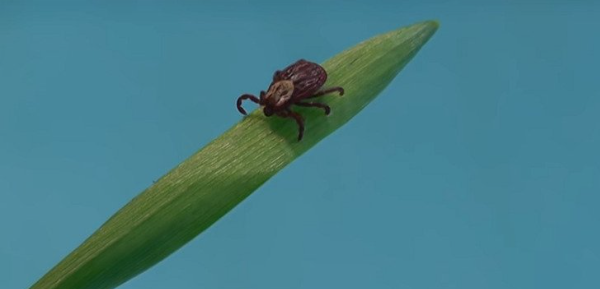 Первая помощь при укусе клеща| Клещевой энцефалит симптомы| Виды клещей