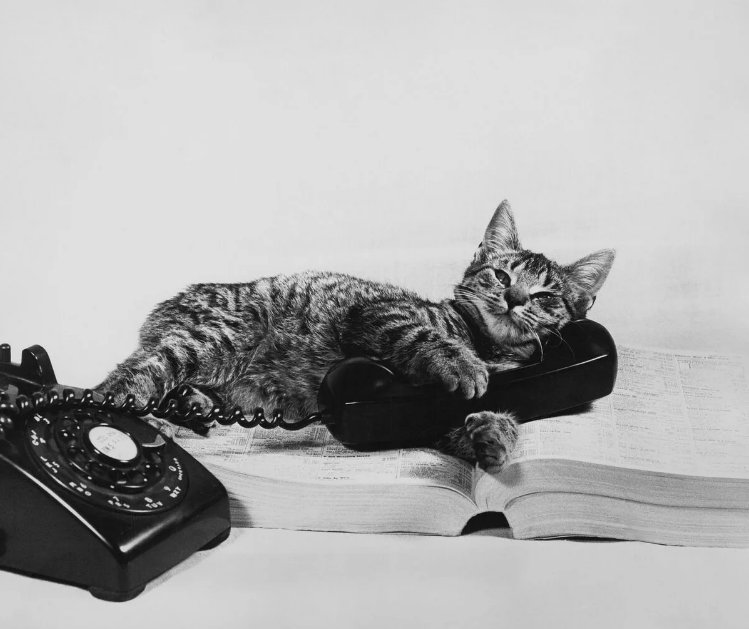 Самый эффективный способ, как себя вести если звонит мошенник: инструкция для всех, у кого есть телефон