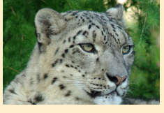 Снежный барс, или ирбис